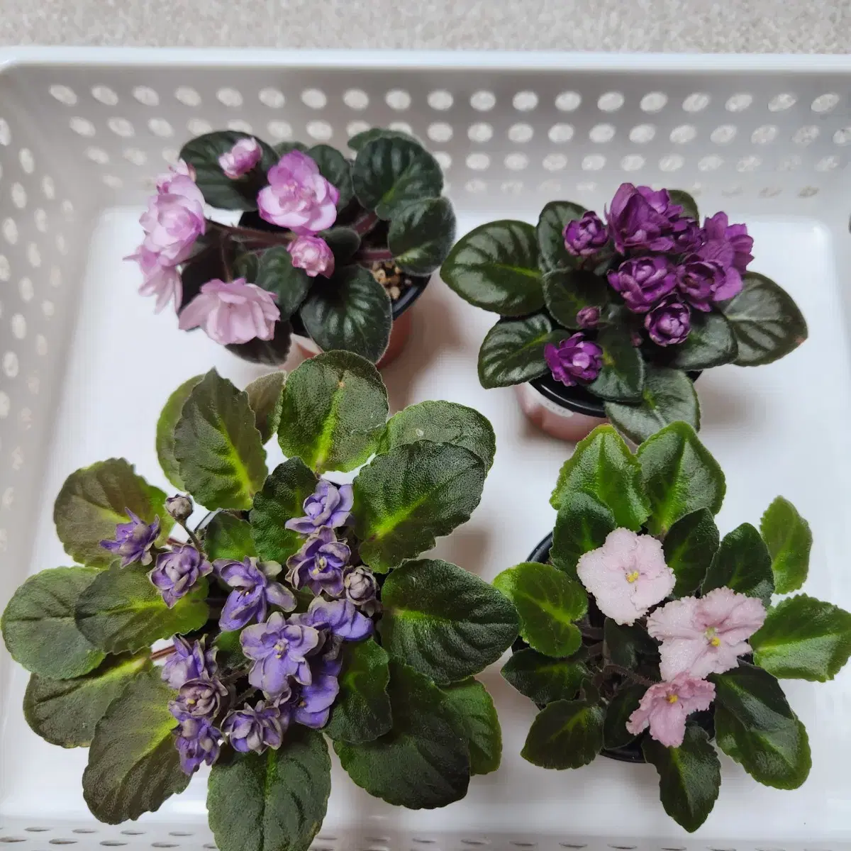 4 Mini Violets. Blooming Zuu. Many Flowers