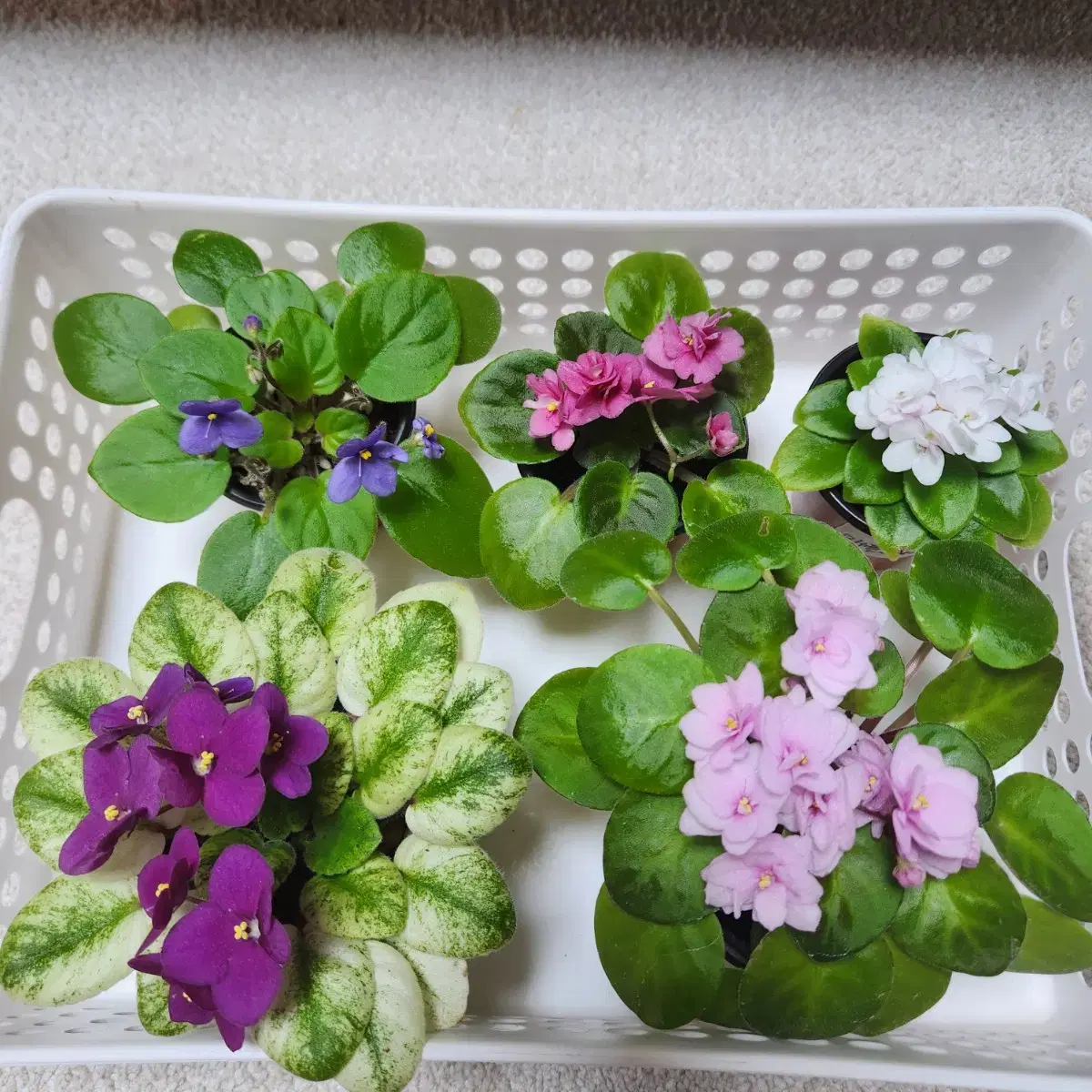 Mini Violet. 5 Blooming Zuu. Many Flowers