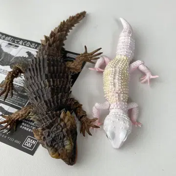 아르마딜로 도마뱀 레오파드 도마뱀