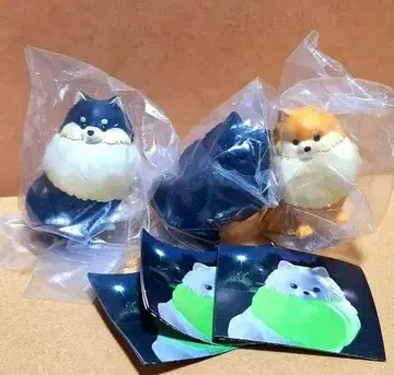 빛나는 목걸이를 한 산책 포메라니안 라이트 산책 포메라니안 3개 세트