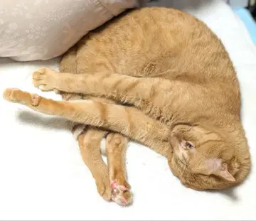 블랙 마로 님