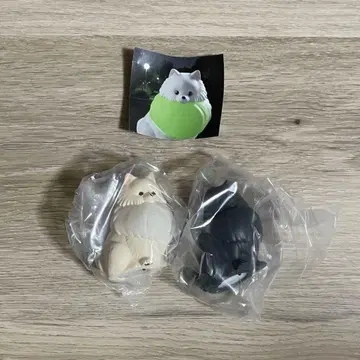 산책 포메라니안 라이트