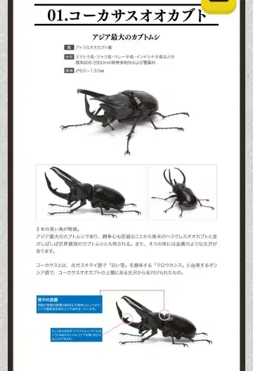 생물대도감 가부토무시 02 코카서스 오오카부토 고혼즈노카부토