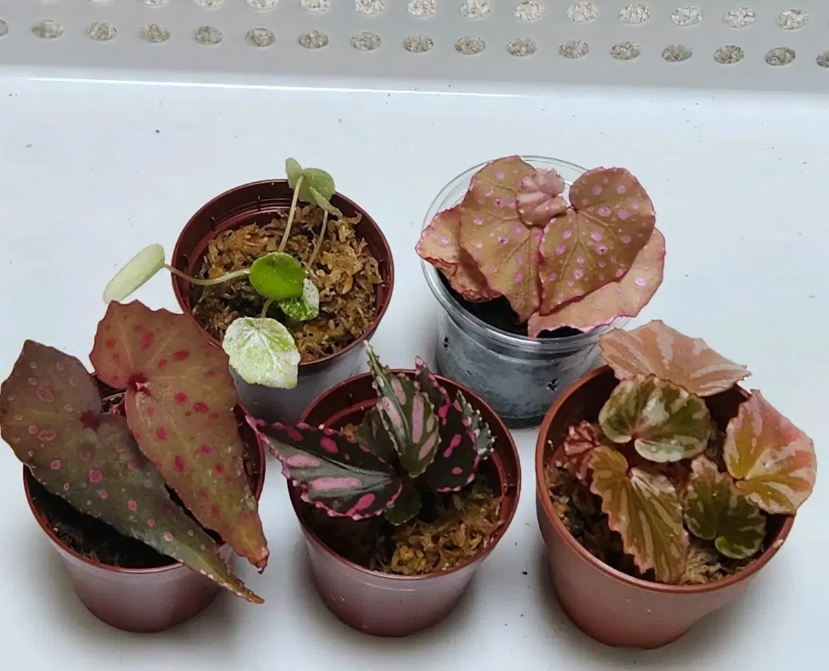 3 Begonias. Julaubozzi. Maram. Muarawahau. Pattern Lewge. Irenjaya