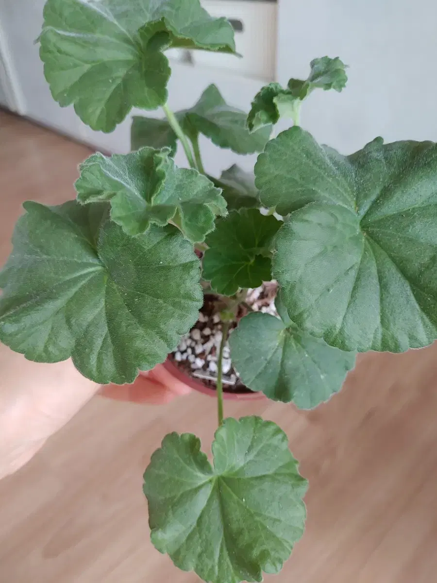 6 Geraniums in Size 10 Pots, Bulk (Shipping Included)