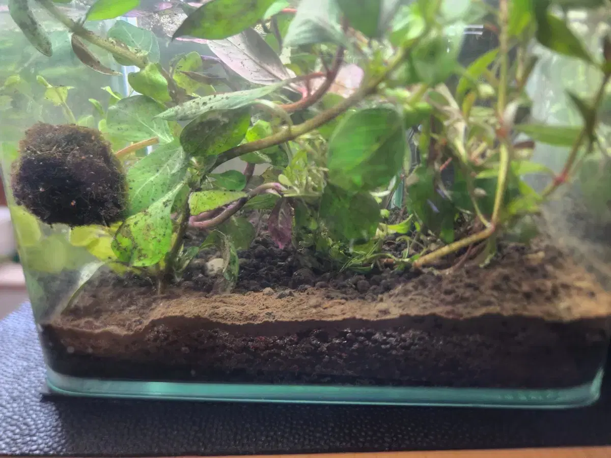 Suwon Beginner Aquatic Plant Tank