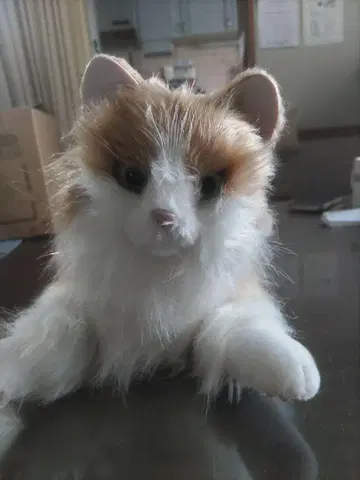 아마엔보 고양이