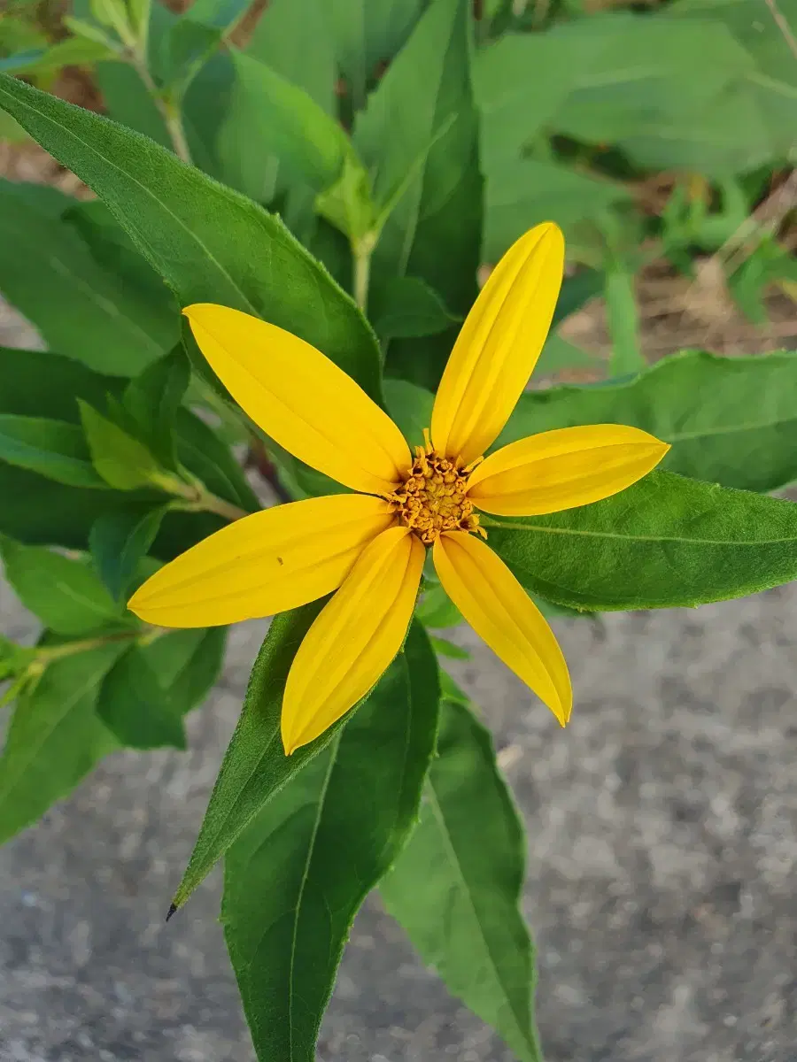 질레트 면도기