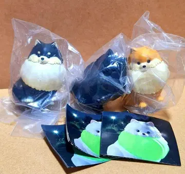 빛나는 목걸이를 착용한 산책 포메라니안 라이트 산책 포메라니안 3개 세트