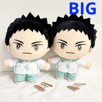 하이큐!! 미코레! BIG 봉제 인형 2 동종 세트
