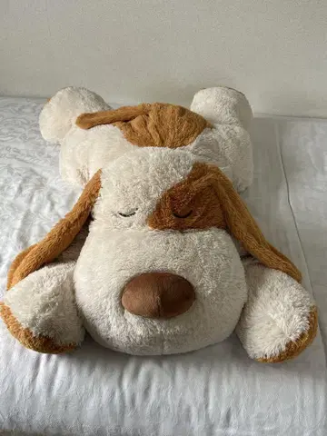 부치견 지로 니토리