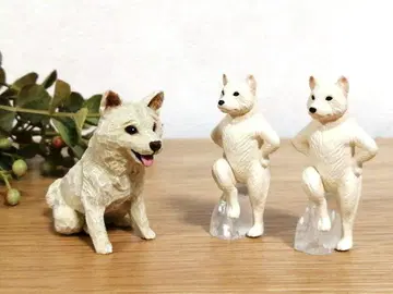 화이트 시바 3마리