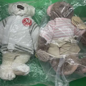 리걸 테디베어 5개 묶음 판매