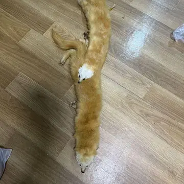 새상품급! 이타치 퍼 숄 머플러
