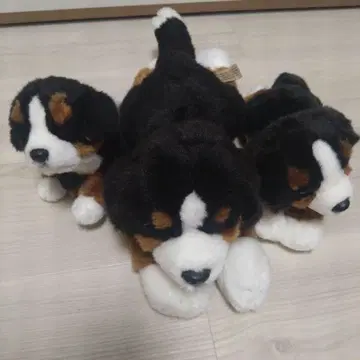 리얼 도그 컬렉션 레가로 바니즈 마운틴 봉제 인형 세트