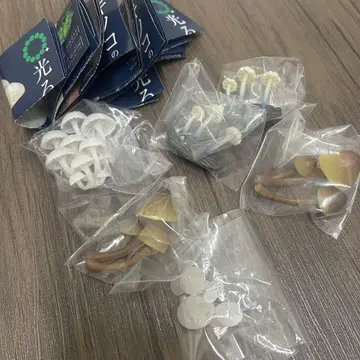 빛나는 버섯 마그넷 가챠