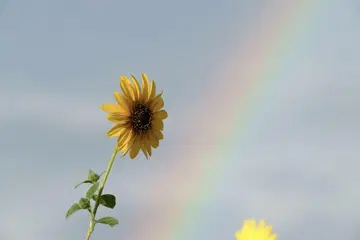 훌라 파이퍼 S 화이트 핸드백