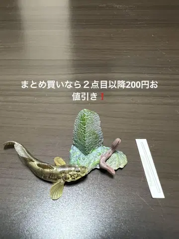 원색 해수어 도감 II 09 마자제