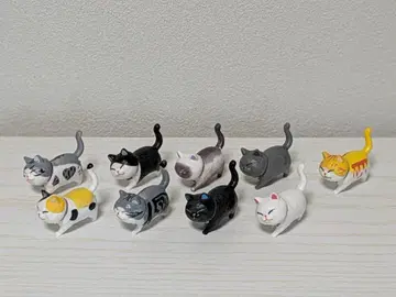 9마리의 수컷 고양이 군단
