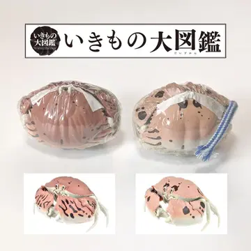 반다이 생물대도감 게 트라프카라파 안경카라파