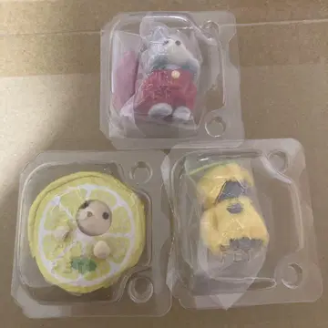 실바니아 후르츠 파티 페르시아 허스키 래브라도