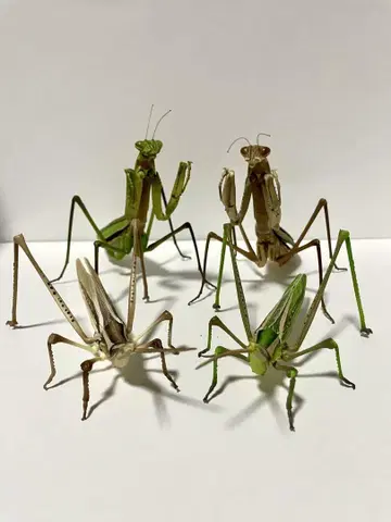 생물대도감 오오카마키리와 쇼료바타 컴플리트