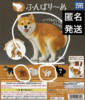 훈마리누 시바견 토이 푸들 잭 러셀 테리어