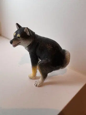 훈바리누 훈바리누 블랙 시바견