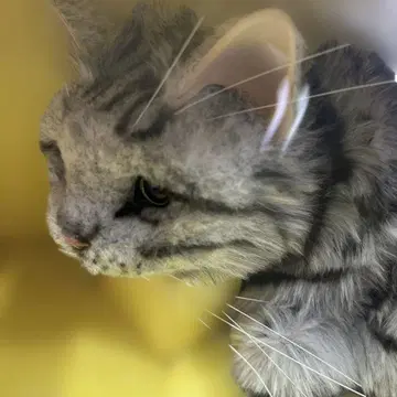 미개봉 새상품 꿈의 고양이 아메리칸 숏 헤어