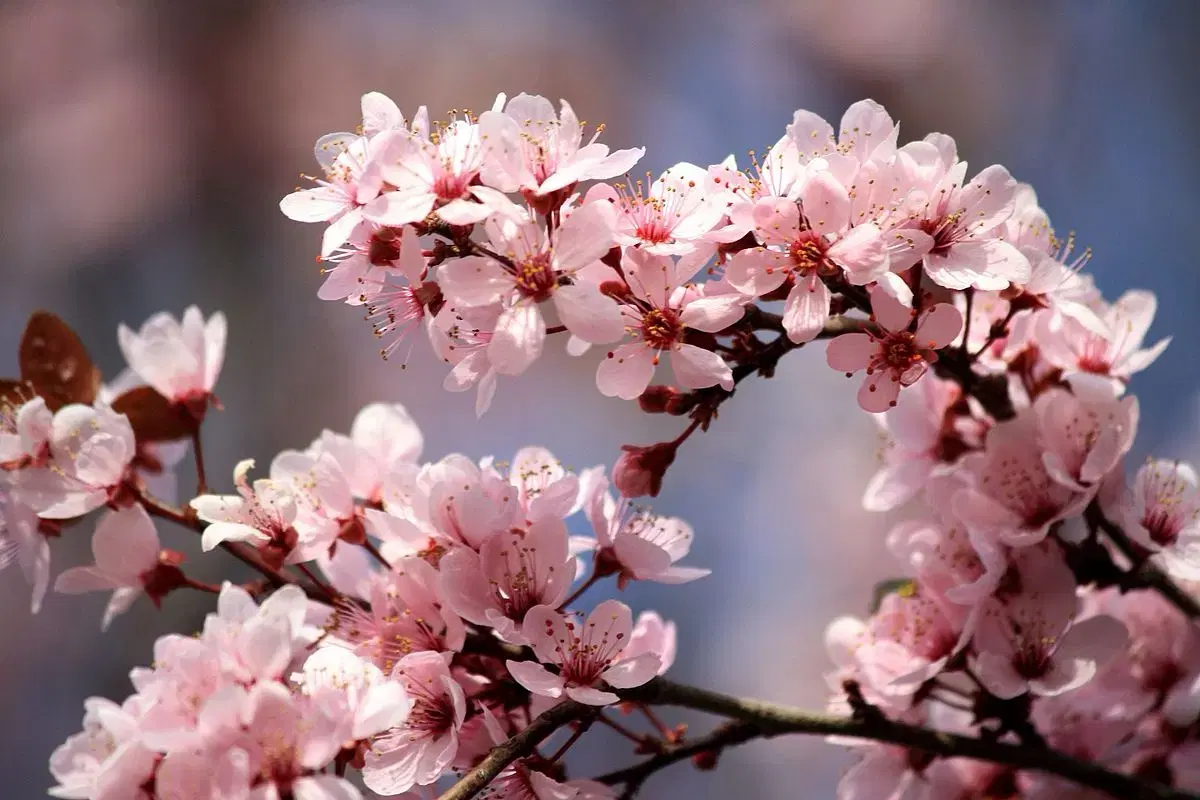Marlon Cherry Blossom Limited Edition
