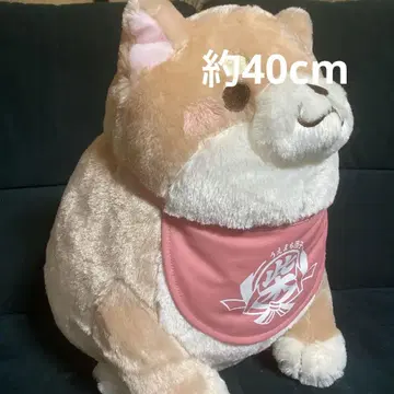 충견 모치시바 데데~ 초 BIG 사쿠라
