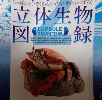 카이요도 일본 수족관 입체 생물 도감 아사히가니 신에노시마 수족관