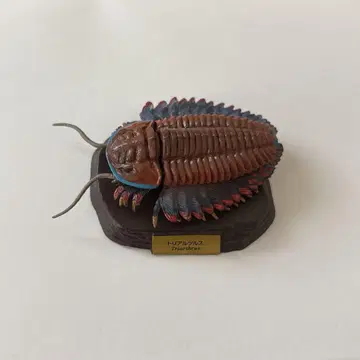 카이요도 트리얼츠루스