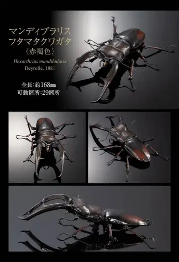 생물대도감 어드밴스 만디브라리스 후타마타쿠와가타 (적갈색)