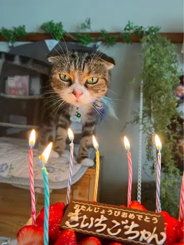 6월 18일 키이치짱 해피 벌스데이 팔찌