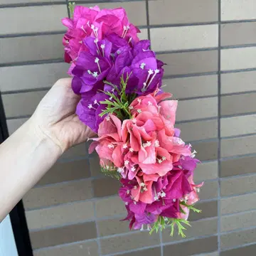 부겐빌리아 타히티안 헤이포