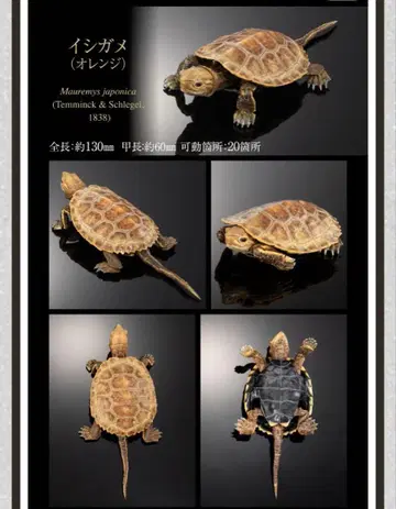 가샤폰 생물대도감 어드밴스 거북이 02 이시가메 오렌지