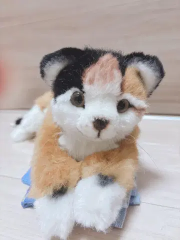 케이센 삼색 고양이 봉제 인형 고양이 kosen
