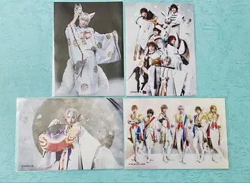 츠키스테. Procellarum 프로셀라 브로마이드