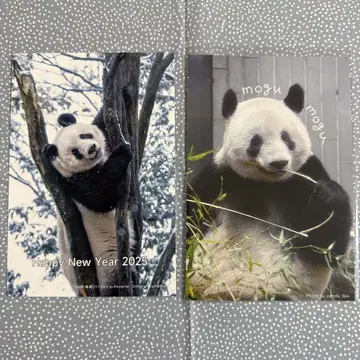 샨샨 사진 카드 및 엽서