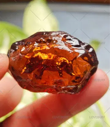 블랙 신화 고쿠, 근기, 신본우