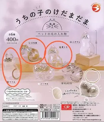우리 집 고양이 삼색 고양이/브라운/샴