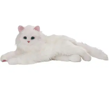 아마엔보 고양이