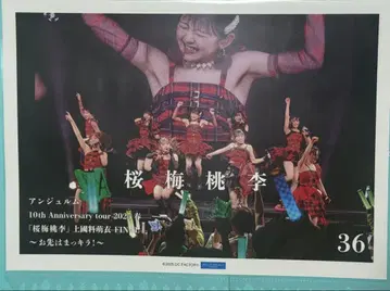 안주루무 벚꽃 매실 복숭아 핑포스 집합 36