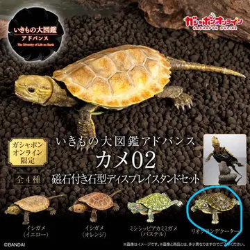 생물대도감 거북이 02 리오 그란데 쿠타