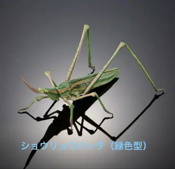 생물대도감 어드밴스 [캡슐판] 쇼료바타 (그린 컬러) 단품