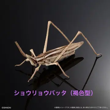 생물대도감 어드밴스 [캡슐판] 쇼료바타 (갈색형) 단품