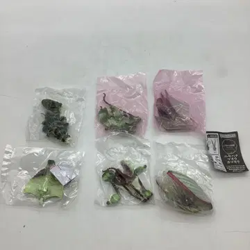 생물대도감 니세하나마오카마키리 여성 성충 33-0620-1