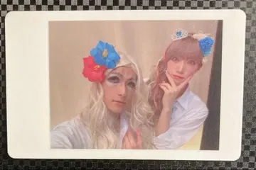팬더 드래곤 파라곤 요타 타이 가 혼합 하피카