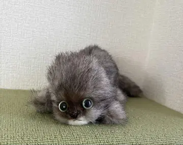 리베 새끼 고양이 봉제 인형